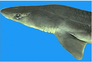 Shark Image.