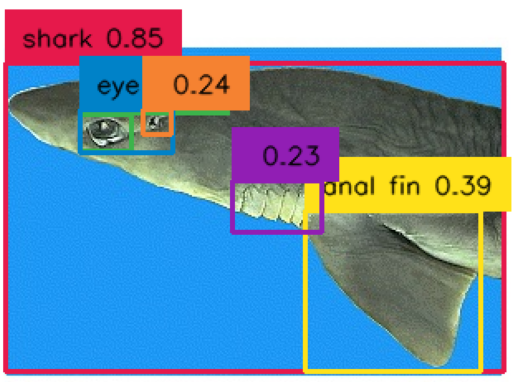 Tagged Shark Image.