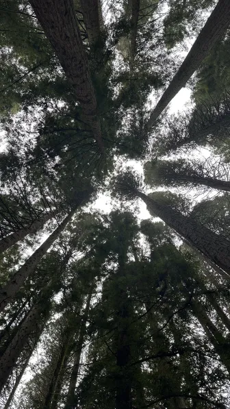 Image of Redwood Trees' Height